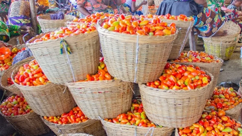 Denrées de grande consommation: Les prix de la tomate fraîche en baisse dans les marchés