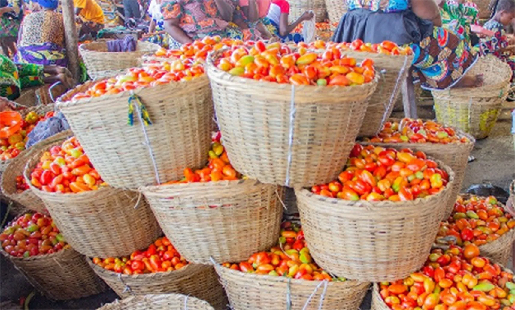 Denrées de grande consommation: Les prix de la tomate fraîche en baisse dans les marchés